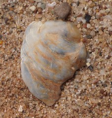 Crassostrea virginica