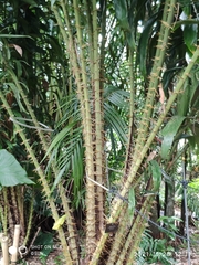 Salacca affinis