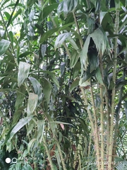 Salacca affinis