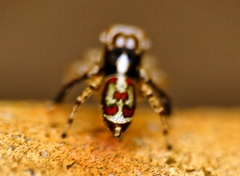 Maratus leo
