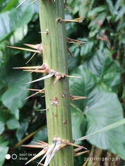Salacca affinis
