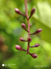Barringtonia filirachis