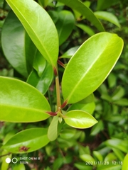 Barringtonia filirachis