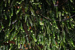 Cyathophorum bulbosum