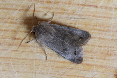 Orthosia populeti