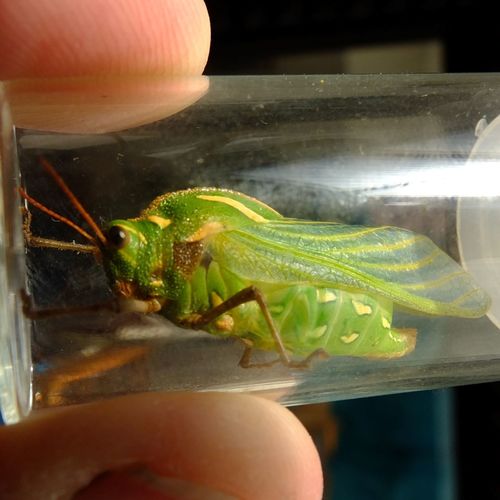 Bladder grasshopper