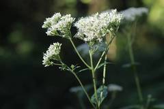 Eupatorium makinoi