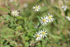 Aster microcephalus
