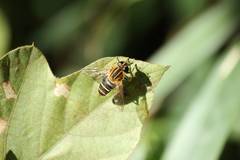 Helophilus eristaloidea