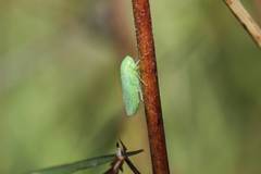 Batracomorphus diminutus