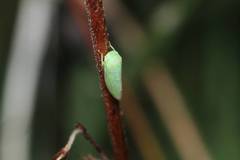 Batracomorphus diminutus
