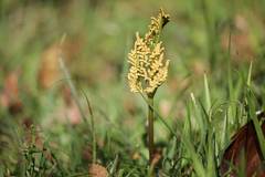 Sceptridium ternatum