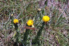 Helichrysum aureum