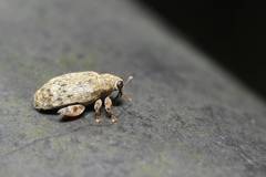 Orchestes koltzei