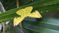 Corymica arnearia