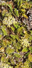 Anisotome imbricata