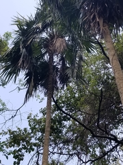 Thrinax radiata