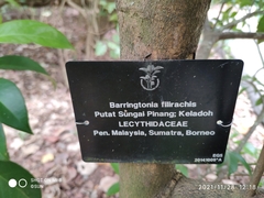 Barringtonia filirachis