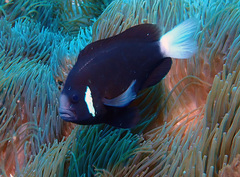 Amphiprion mccullochi
