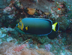 Chaetodontoplus conspicillatus