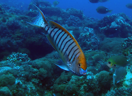 Halfbanded angelfish (Genicanthus semicinctus) — Pomacanthidae — 3