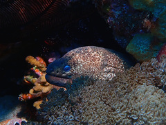 Gymnothorax porphyreus