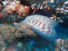 Gymnothorax nubilus