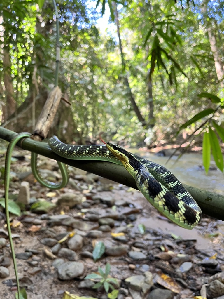 Saw-Tooth-Necked Bronzeback