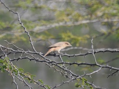 Lanius isabellinus