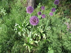 Allium aflatunense