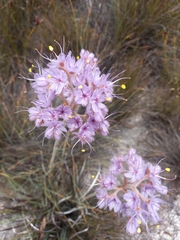 Dilatris ixioides