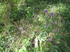 Allium aflatunense