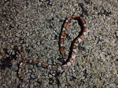 Lampropeltis gentilis