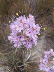 Dilatris ixioides