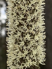 Xanthorrhoea concava