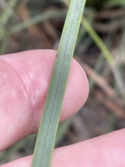 Xanthorrhoea concava