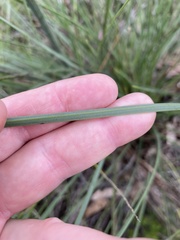 Xanthorrhoea concava