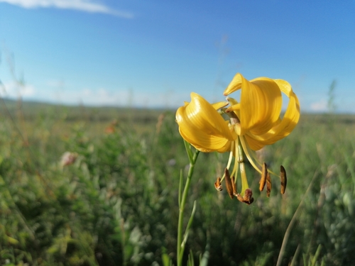 Lilium pumilum iNat (1)