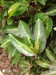 Passiflora trifasciata