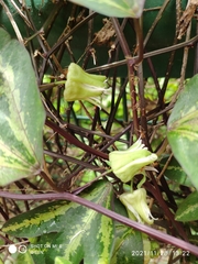 Passiflora trifasciata