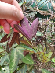 Passiflora trifasciata