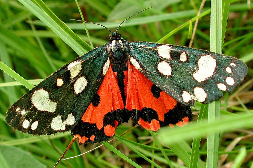 Scarlet Tiger