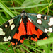 Scarlet Tiger - Photo (c) Walter Schön, some rights reserved (CC BY-SA)