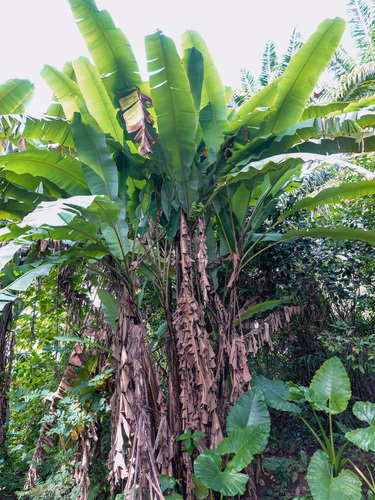 Musa acuminata