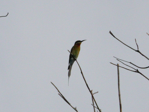 Blue-tailed Bee-eater (Merops philippinus), photo 8