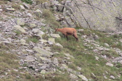 Rupicapra rupicapra balcanica