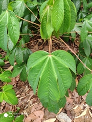 Cochlospermum religiosum