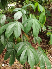 Cochlospermum religiosum