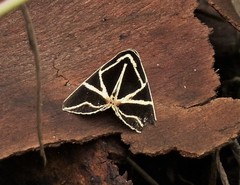 Agamana sarmentosa