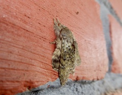 Stauropus thiaucourti